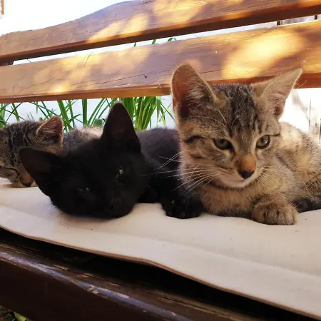 Alm In Schoellbuechl, Sankt Martin (Gmund)