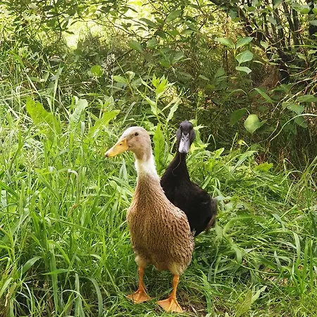 Alm In Schoellbuechl, Alloggio per agriturismo *