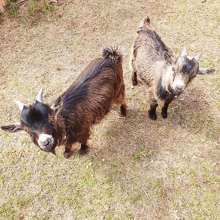 Farm stay Alm In Schoellbuechl, Sankt Martin (Gmund)