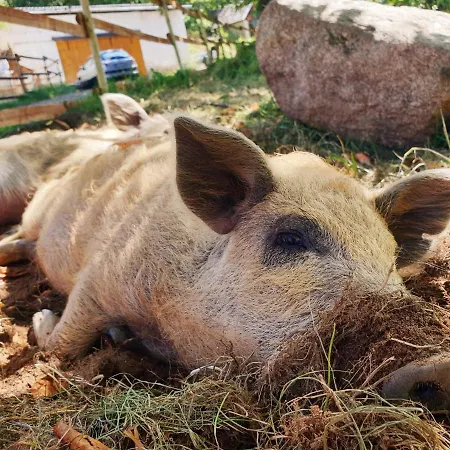 Farm stay Alm In Schoellbuechl, Sankt Martin (Gmund)