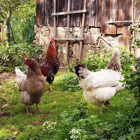 Alm In Schoellbuechl,