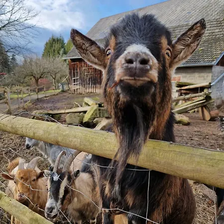 Alm In Schoellbuechl, Farm stay Sankt Martin (Gmund)