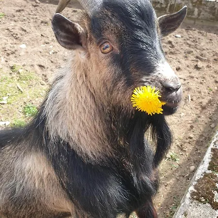 Séjour à la ferme Alm In Schoellbuechl,