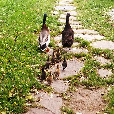 Alloggio per agriturismo Alm In Schoellbuechl, Sankt Martin (Gmund)