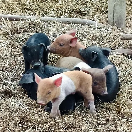 Alm In Schoellbuechl, Farm stay