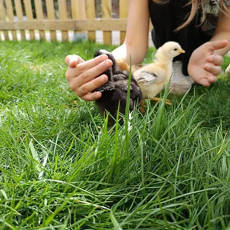 Фермерский дом Alm In Schoellbuechl, *