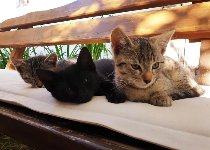 Alm In Schoellbuechl, Sankt Martin (Gmund)