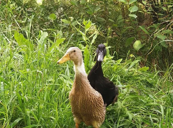 Alm In Schoellbuechl, Feriegård *