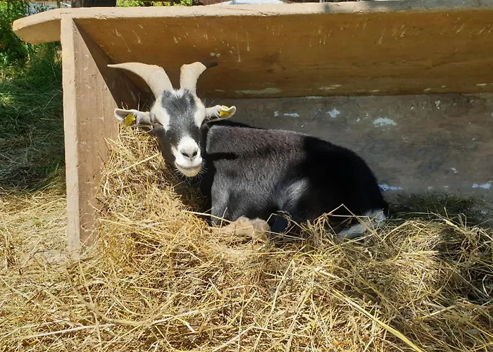 Alm In Schoellbuechl, Sankt Martin (Gmund)