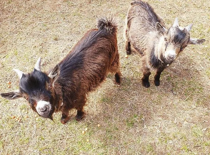 Feriegård Alm In Schoellbuechl, Sankt Martin (Gmund)