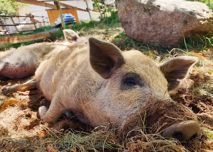 Фермерский дом Alm In Schoellbuechl, Sankt Martin (Gmund)