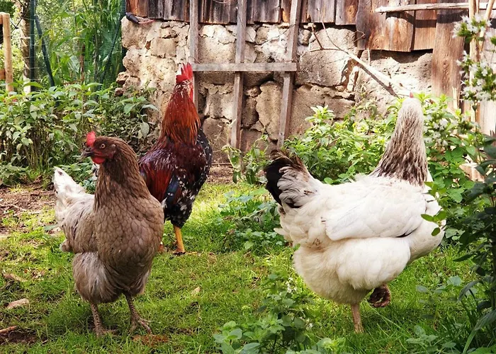 Alm In Schoellbuechl,