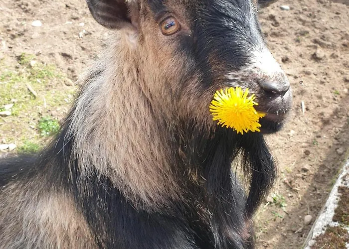 Feriegård Alm In Schoellbuechl,
