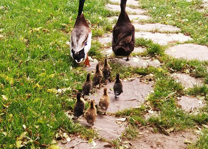 Feriegård Alm In Schoellbuechl, Sankt Martin (Gmund)