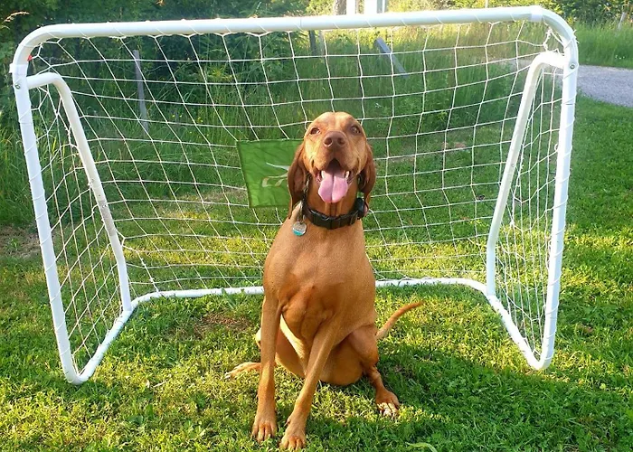 Alm In Schoellbuechl,