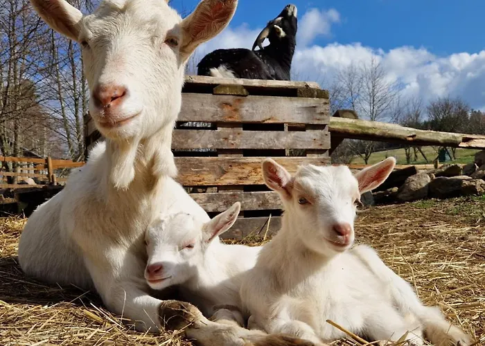 Alm In Schoellbuechl,