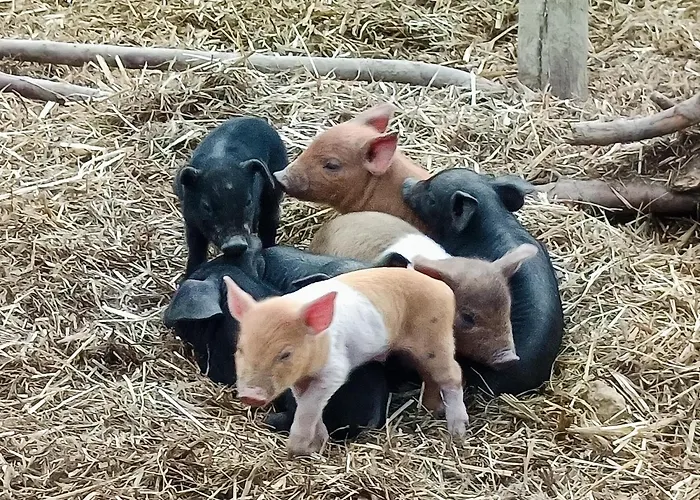 Alm In Schoellbuechl, Feriegård