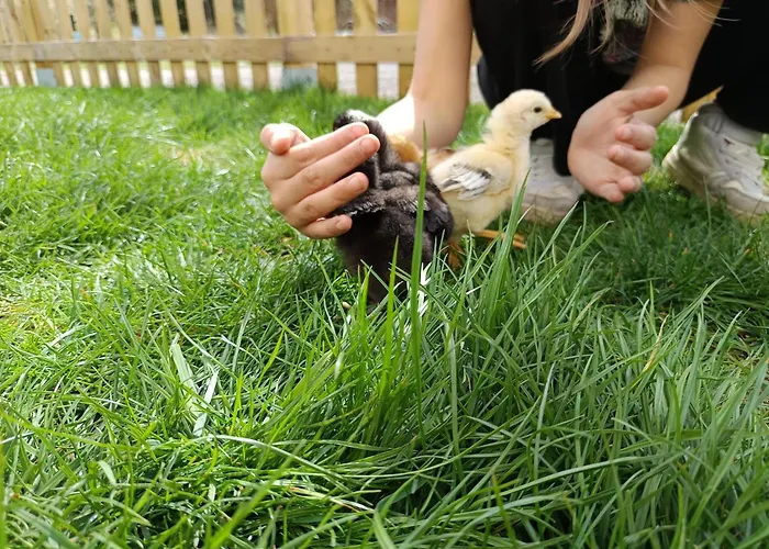 Фермерский дом Alm In Schoellbuechl, *